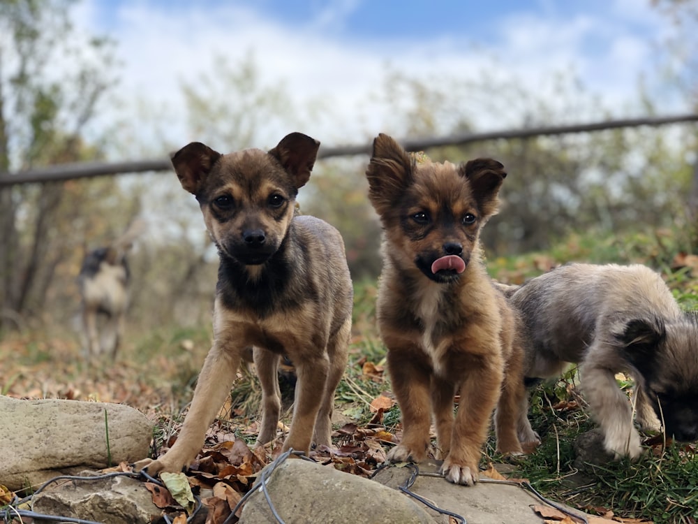 two short-coated brown puppies