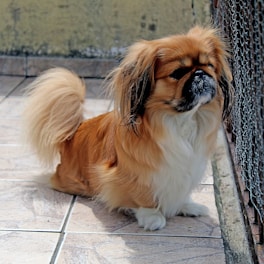 short-coated tan and white dog
