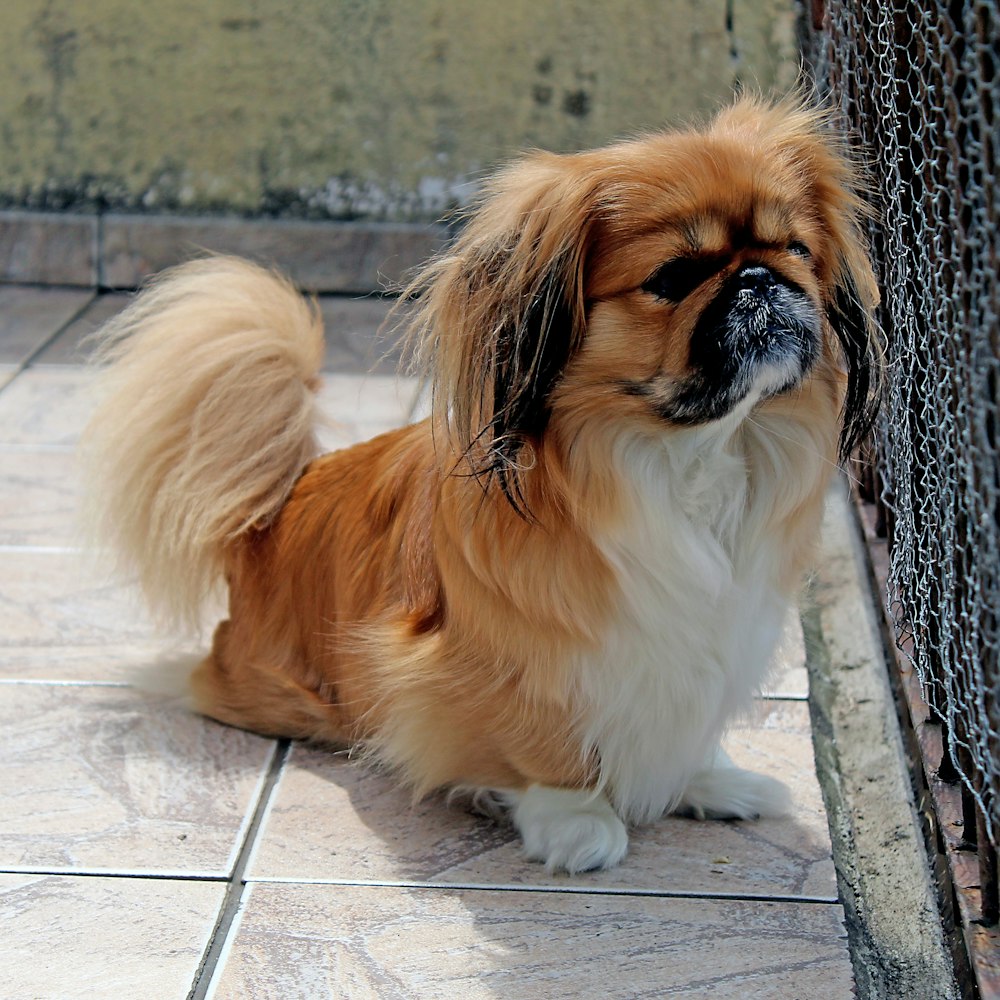 Perro de pelo corto color canela y blanco