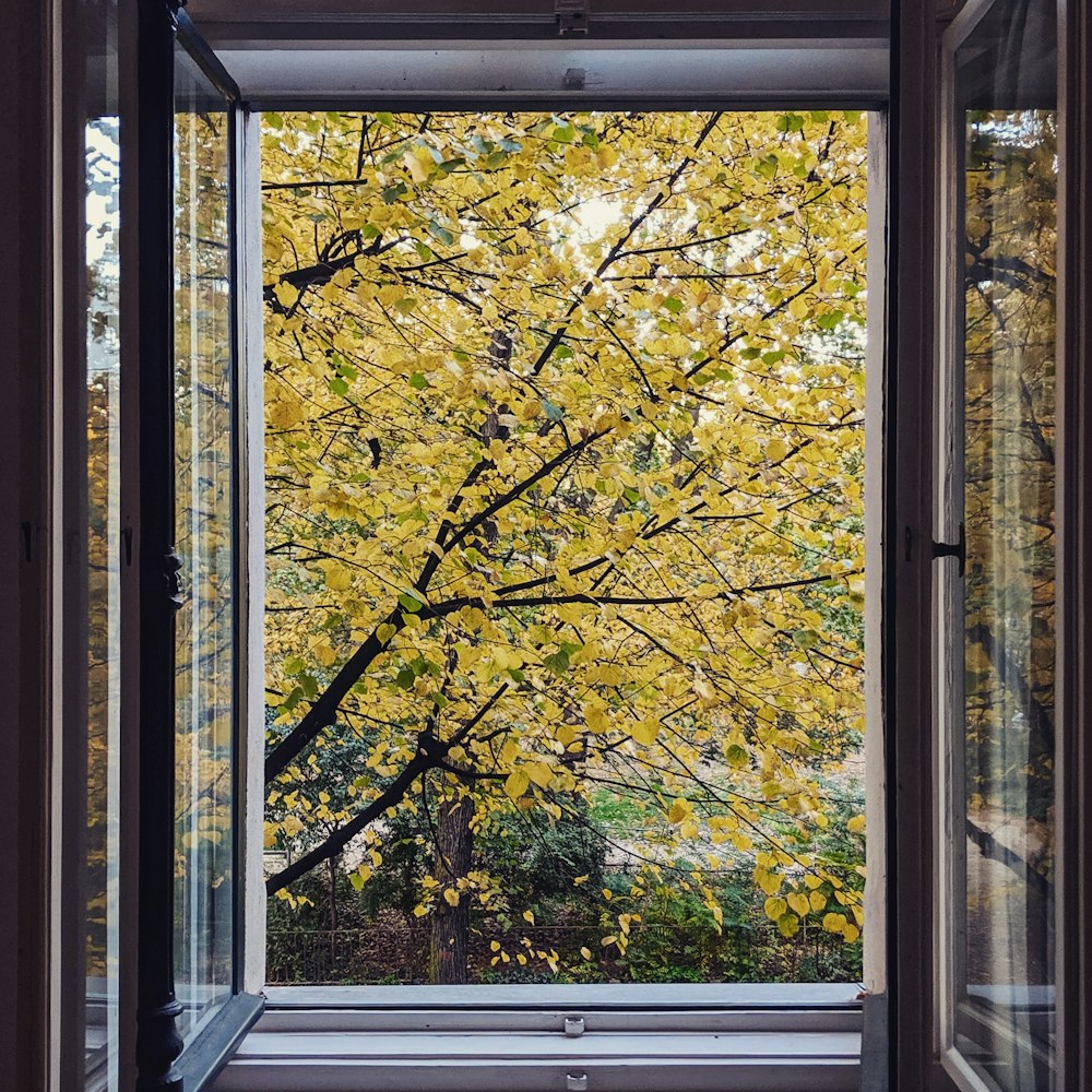 green-leafed tree in front of window