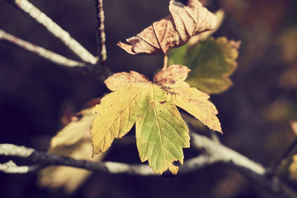 green tree