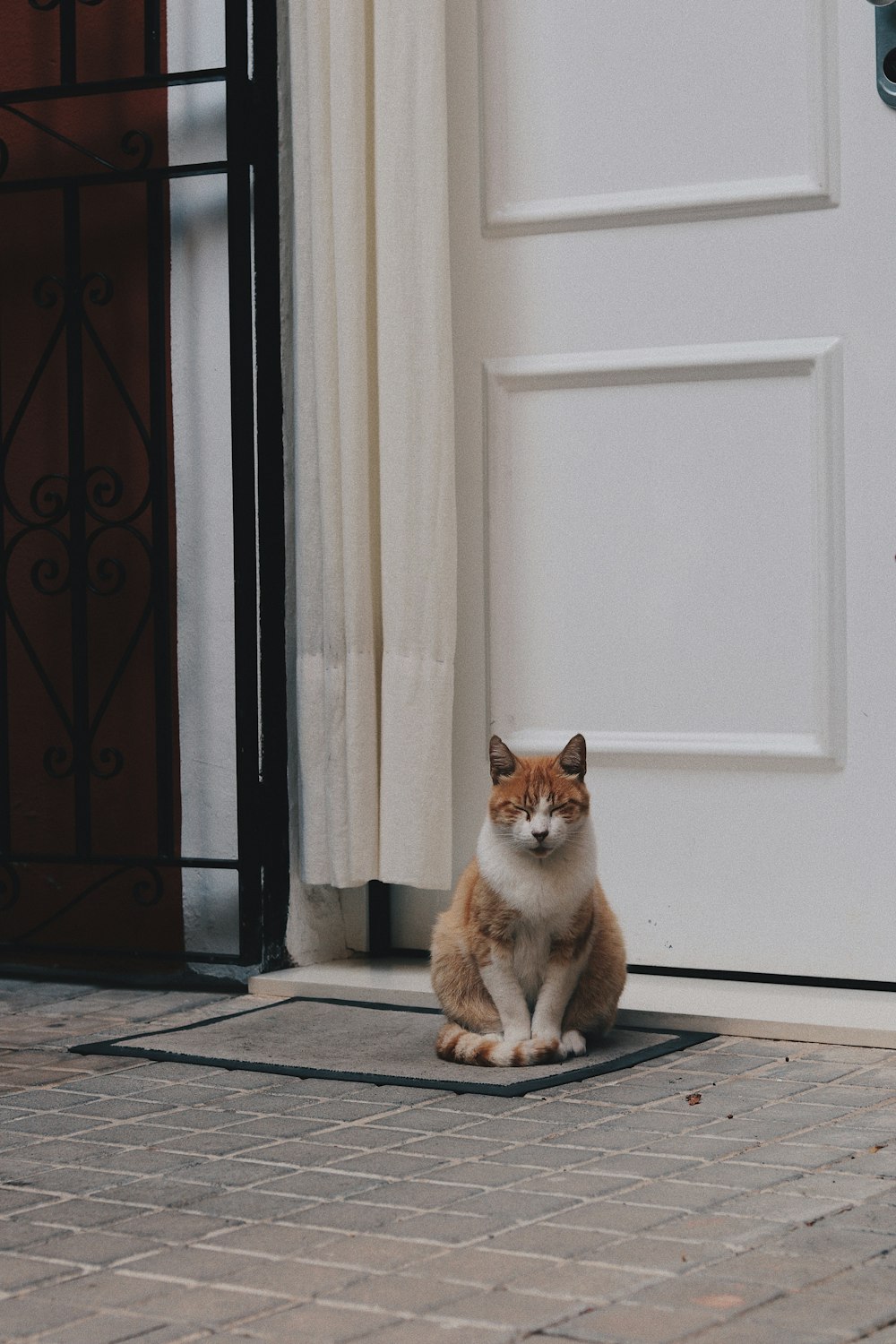 orange and white tabby cat near closed white panel door