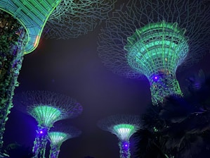 a group of trees that are lit up at night