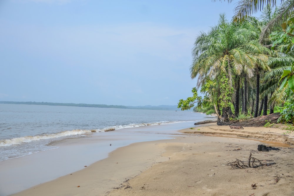 green coconut palm trees