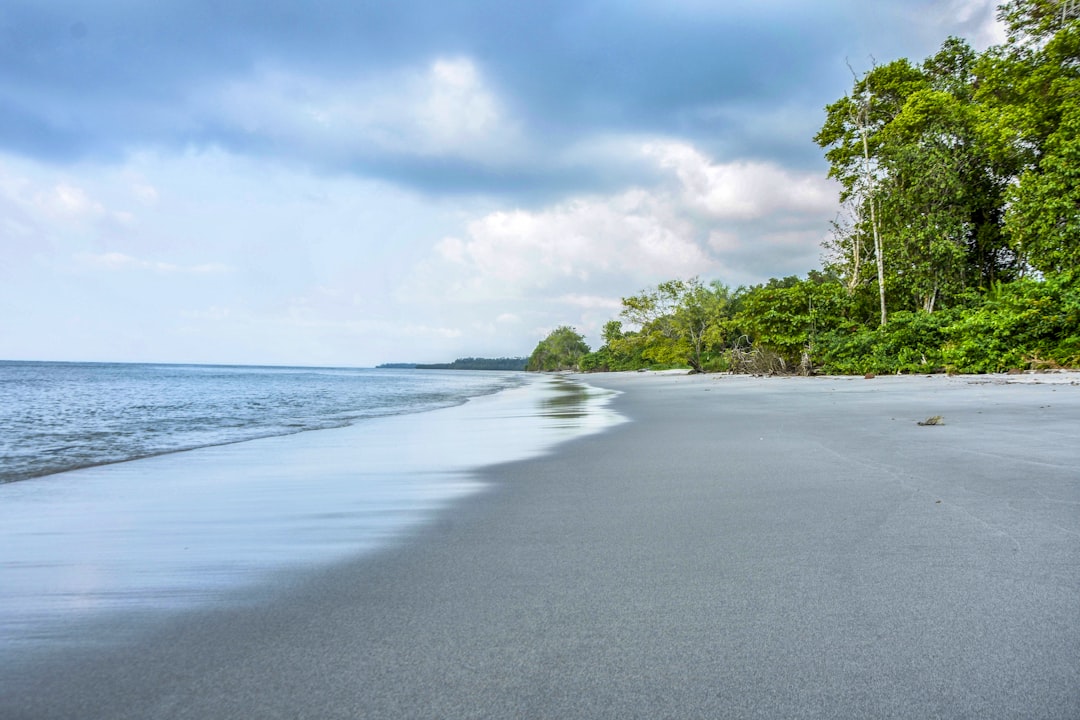 green trees near ocean during daytime