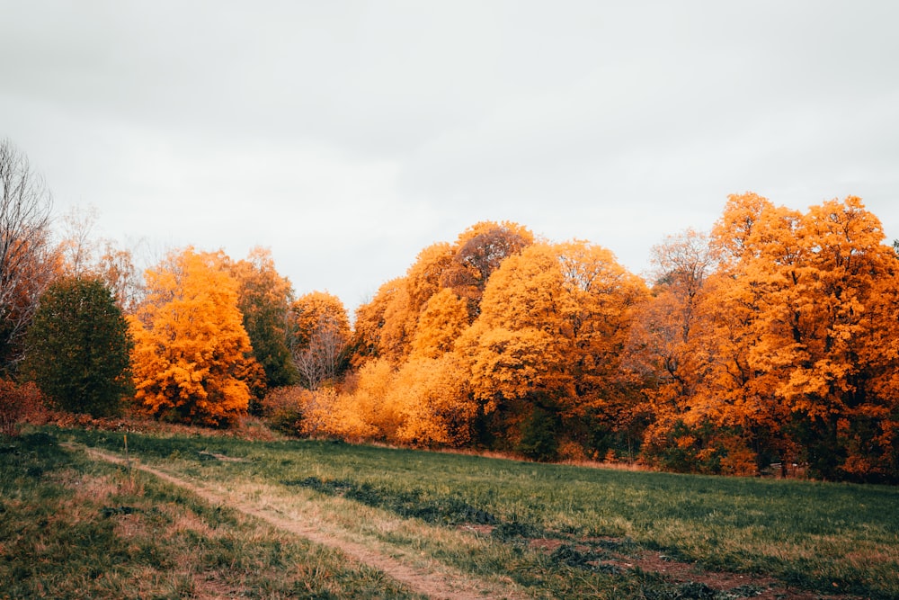 green-leafed trees