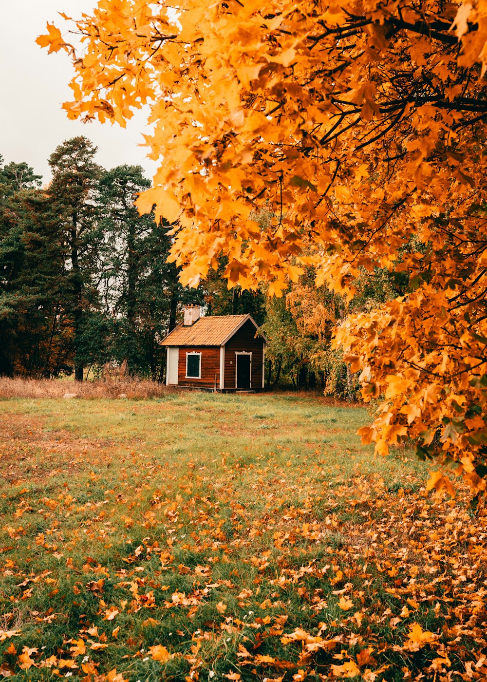 house near trees on grass