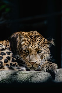 A leopard is resting on a rock with its head and paws placed forward. Its intense gaze is directed towards the viewer, creating a captivating focal point. The sunlight casts shadows on its spotted coat, highlighting the texture and patterns of its fur against a dark background.