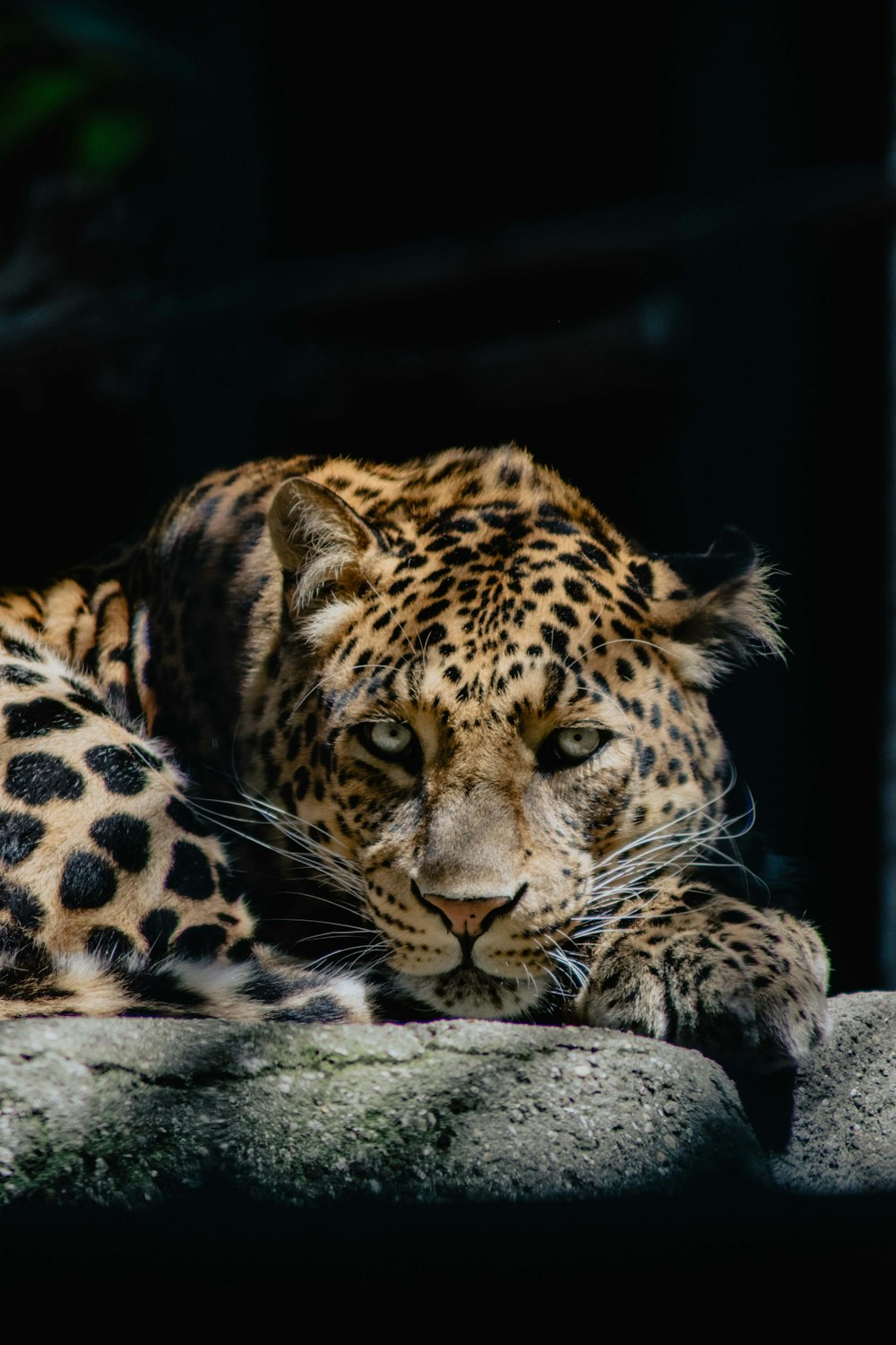 adult jaguar lying on stone