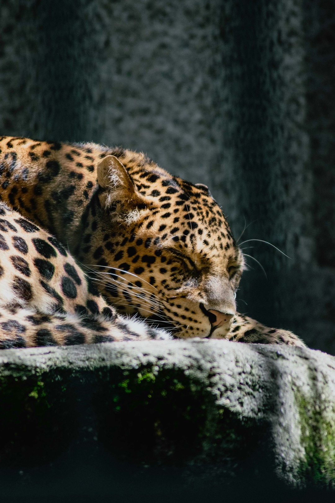 Wildlife photo spot Paris Saint-Ange-le-Viel