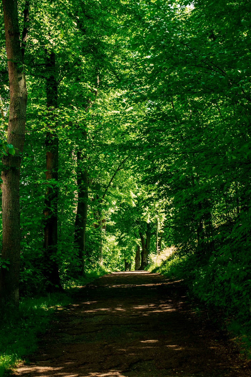 strada sterrata tra gli alberi