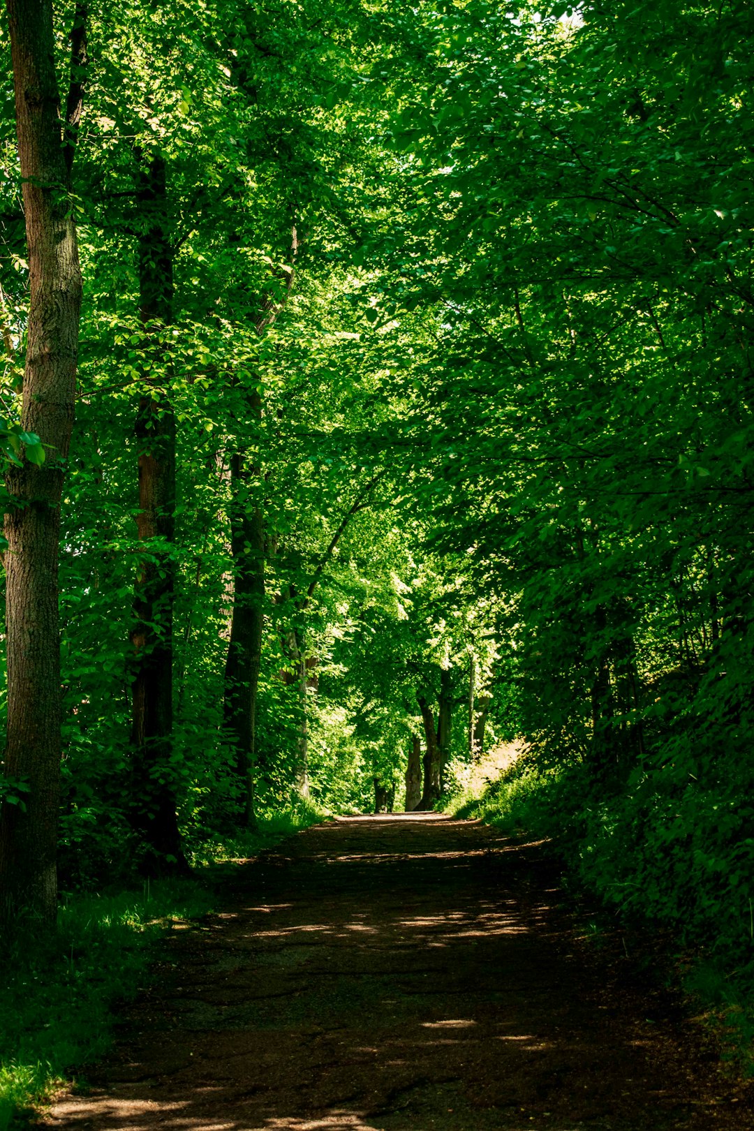 travelers stories about Forest in Soest, Germany