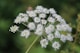 white petaled flowers