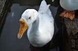 A white duck with an orange beak is seen at close range, partially submerged in water. The setting appears to be a narrow water channel or pond. The texture of the duck's feathers is visible, and another duck's feet are seen in the upper right corner.