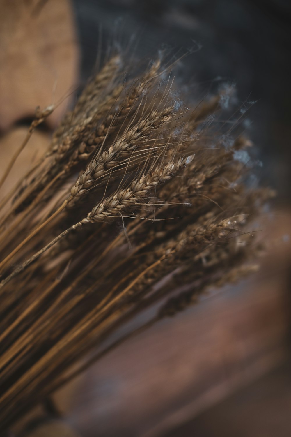 brown wheat macro photography