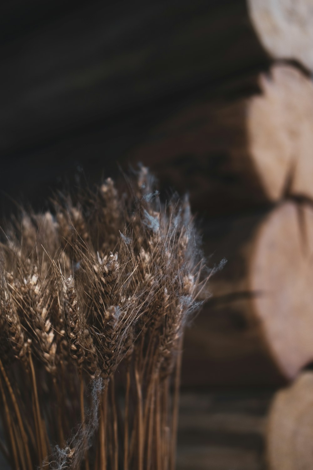 brown wheat grass macro photography