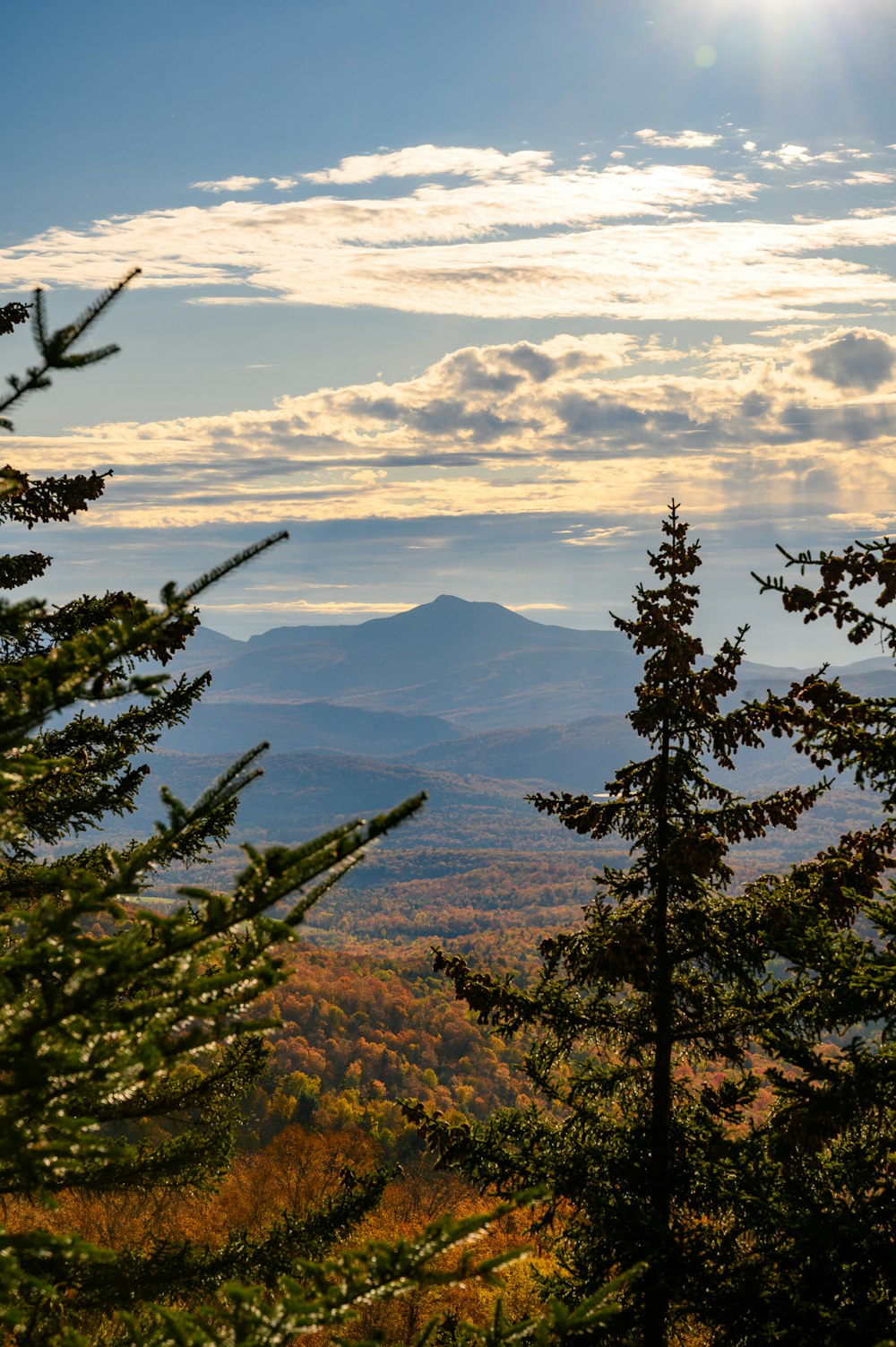 green pine trees