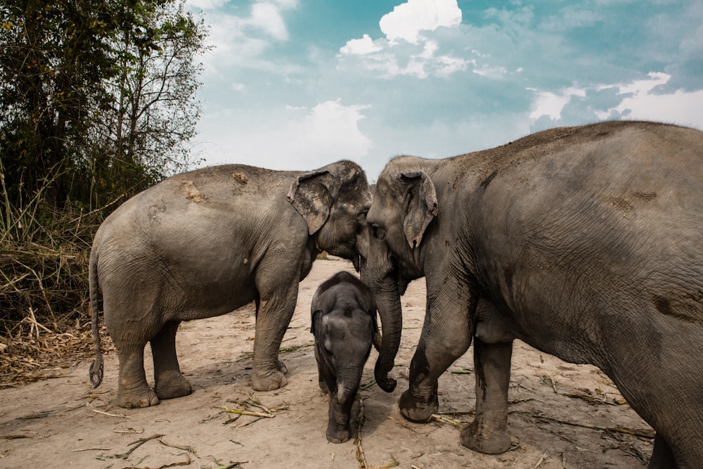 three gray elephants