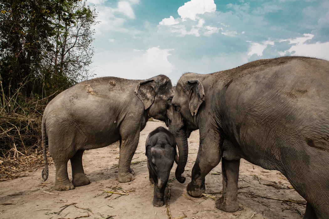 Elephants in Chiang mai