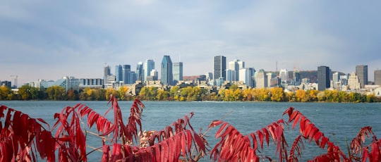 pink leaf plants in Île Notre-Dame Canada