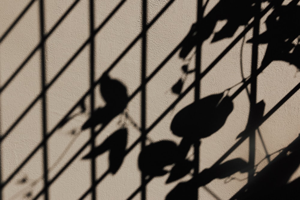 a shadow of leaves on a wall