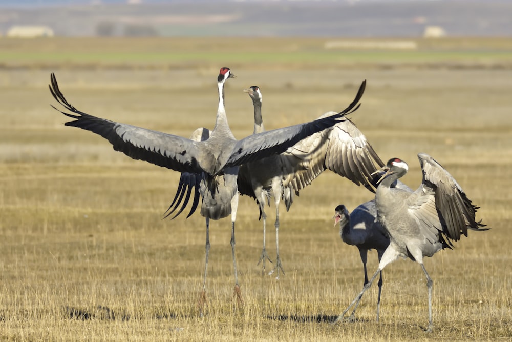 野原の4羽の灰色の鳥