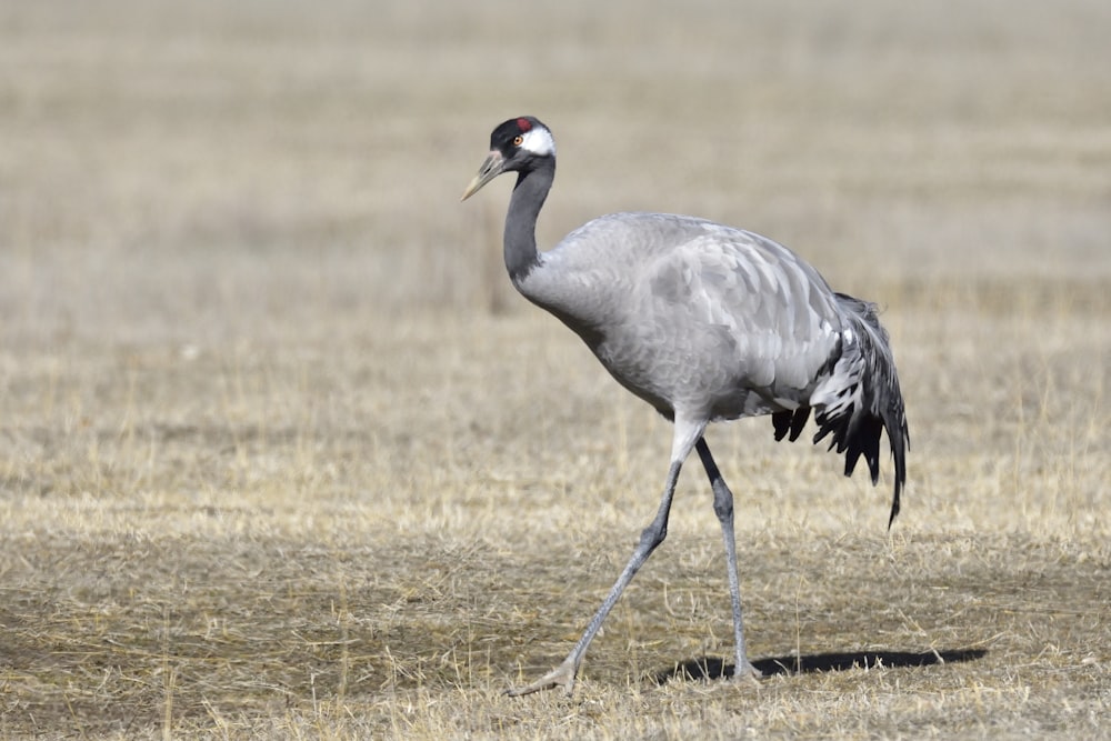 silver long-legged bird