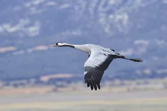 A detailed shot of a red-crowned crane in mid-flight, wings spread wide.