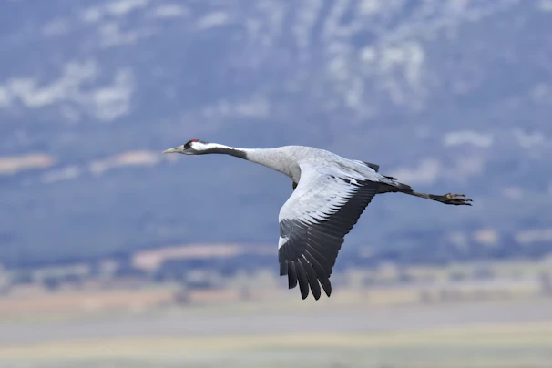 A detailed shot of a red-crowned crane in mid-flight, wings spread wide.