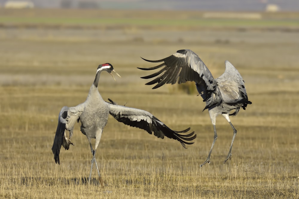 two brown-and-blackb irds