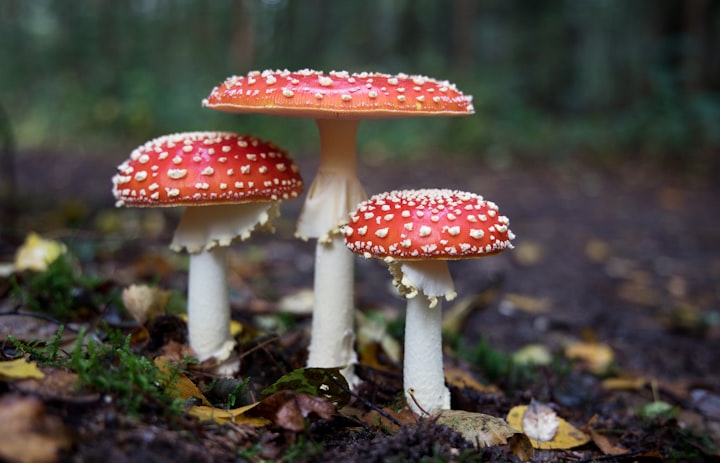 Three red mushrooms with white stems, and white flecks on top.