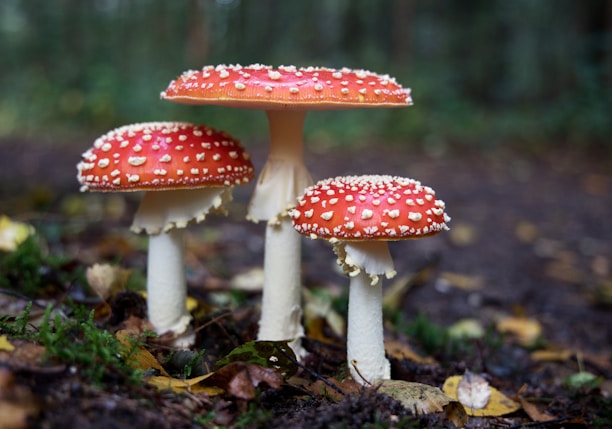 red mushrooms