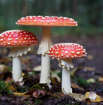 red mushrooms