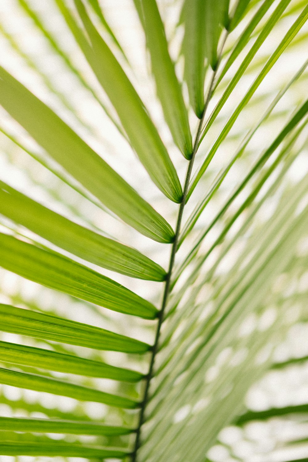 Fotografía macro de plantas de palma verde