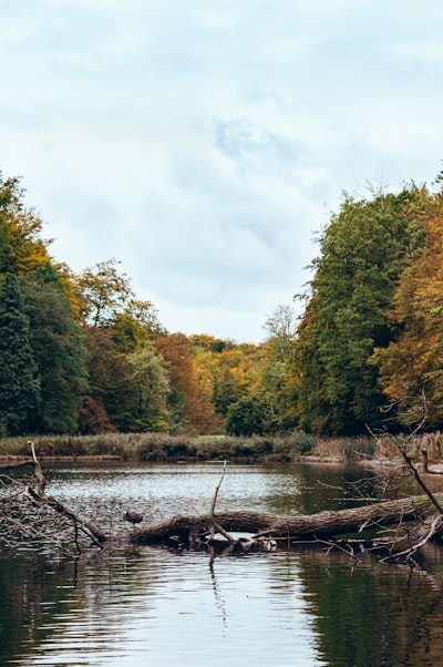 body of water beside green and brown trees at daytime