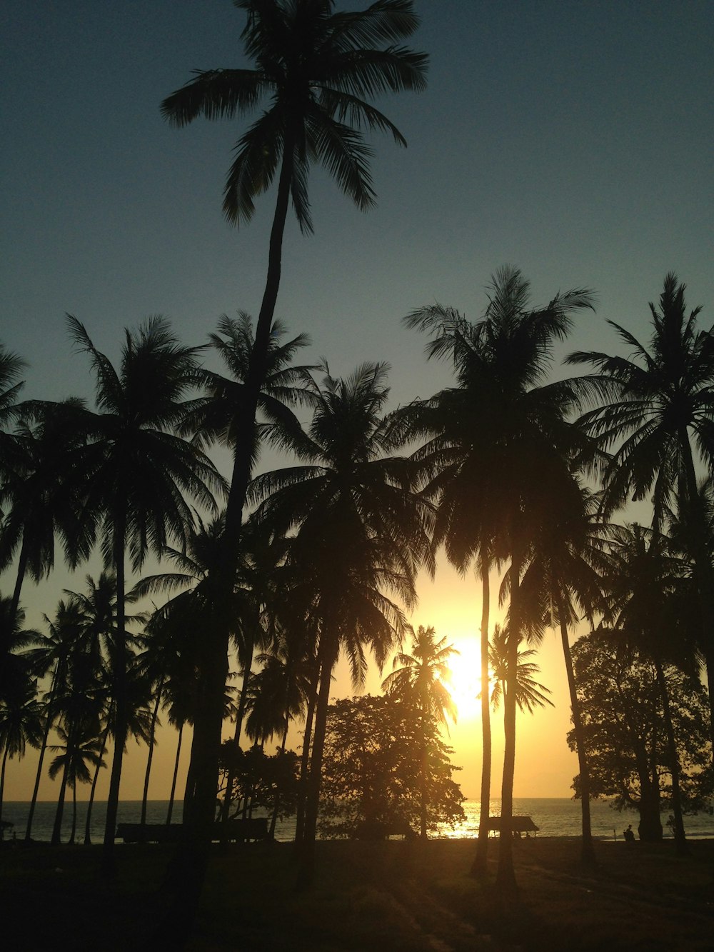 green coconut trees