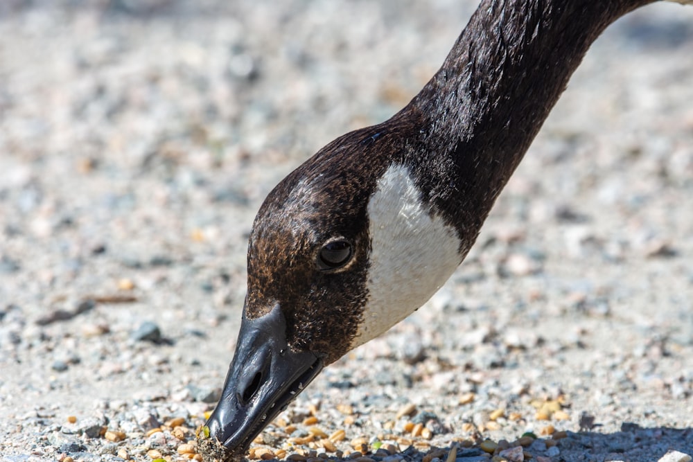 gray and white goose