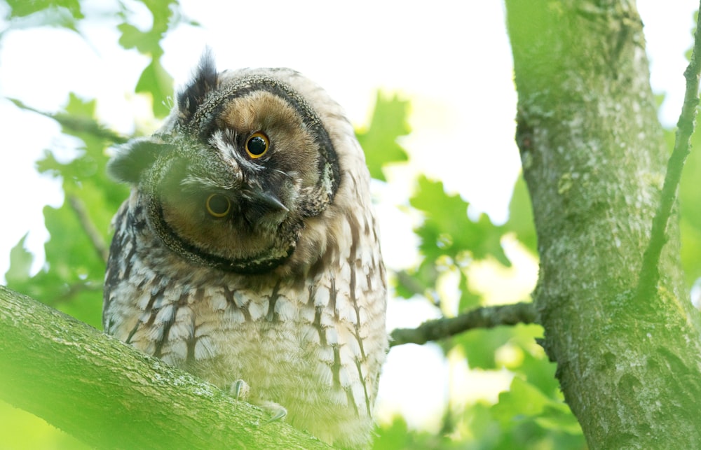 brown owl on tree branch during daytime