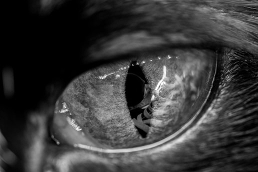 A close-up, black and white image of a cat's eye, capturing the intricate details of the iris and reflective surface. The textures of the fur around the eye add depth to the image.