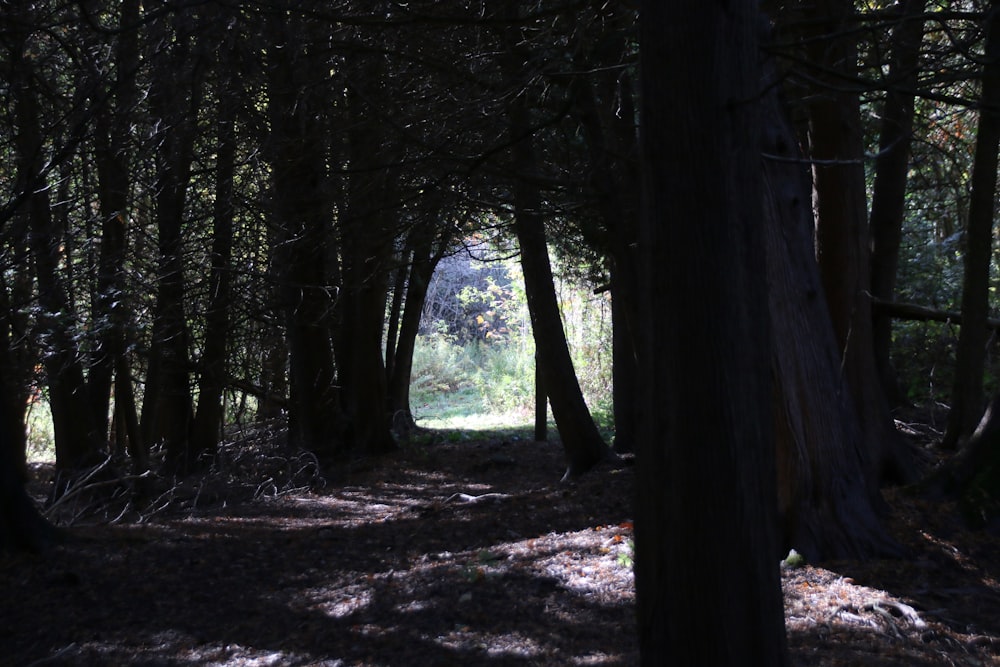 silhouette of bark trees