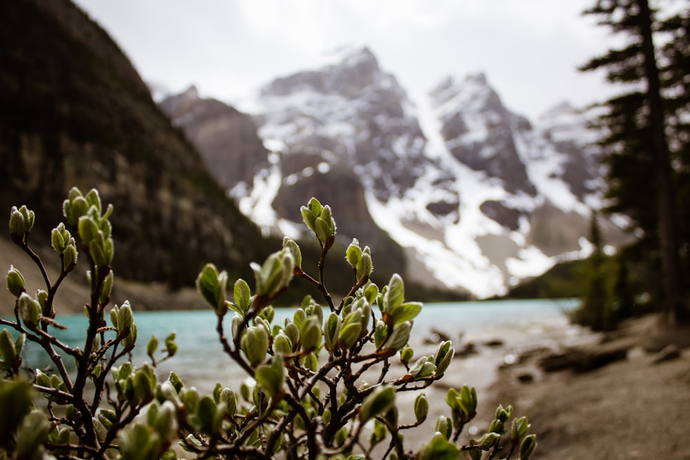 green leaf plants near body if water