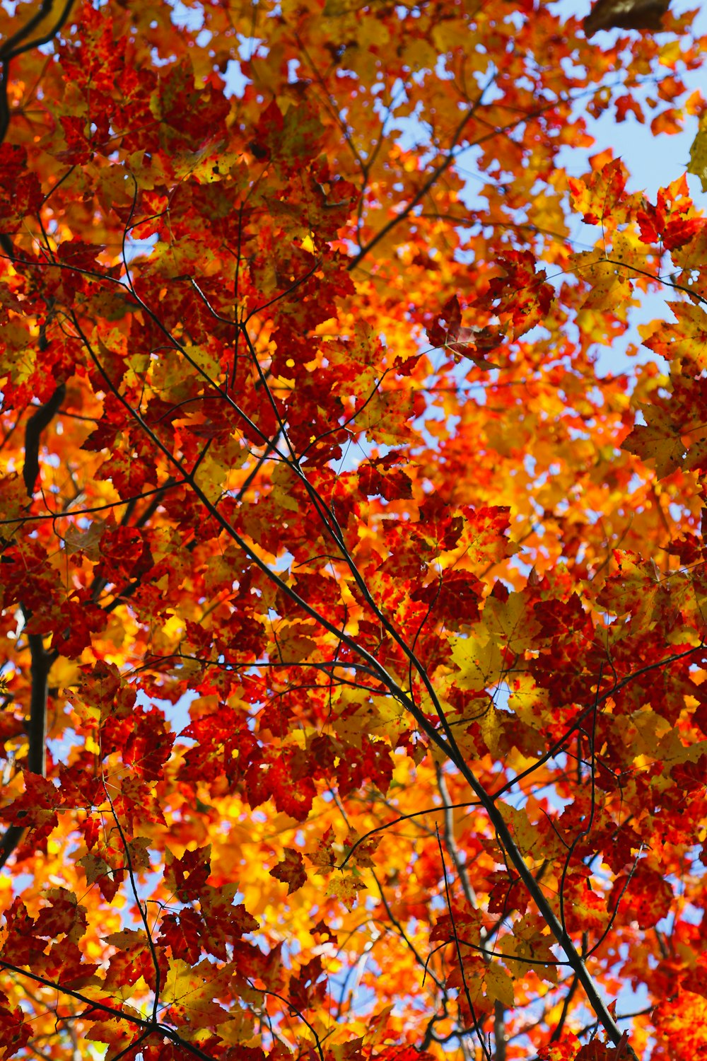 closeup photo of tree