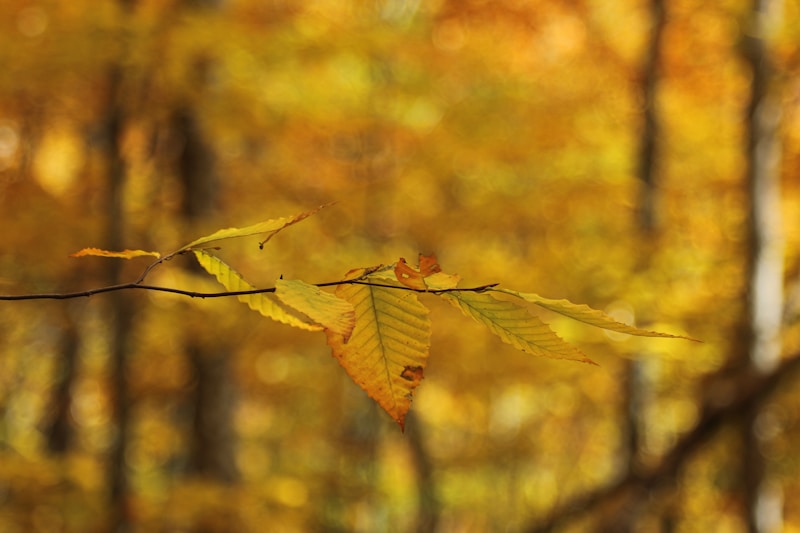 Leaf-peeping