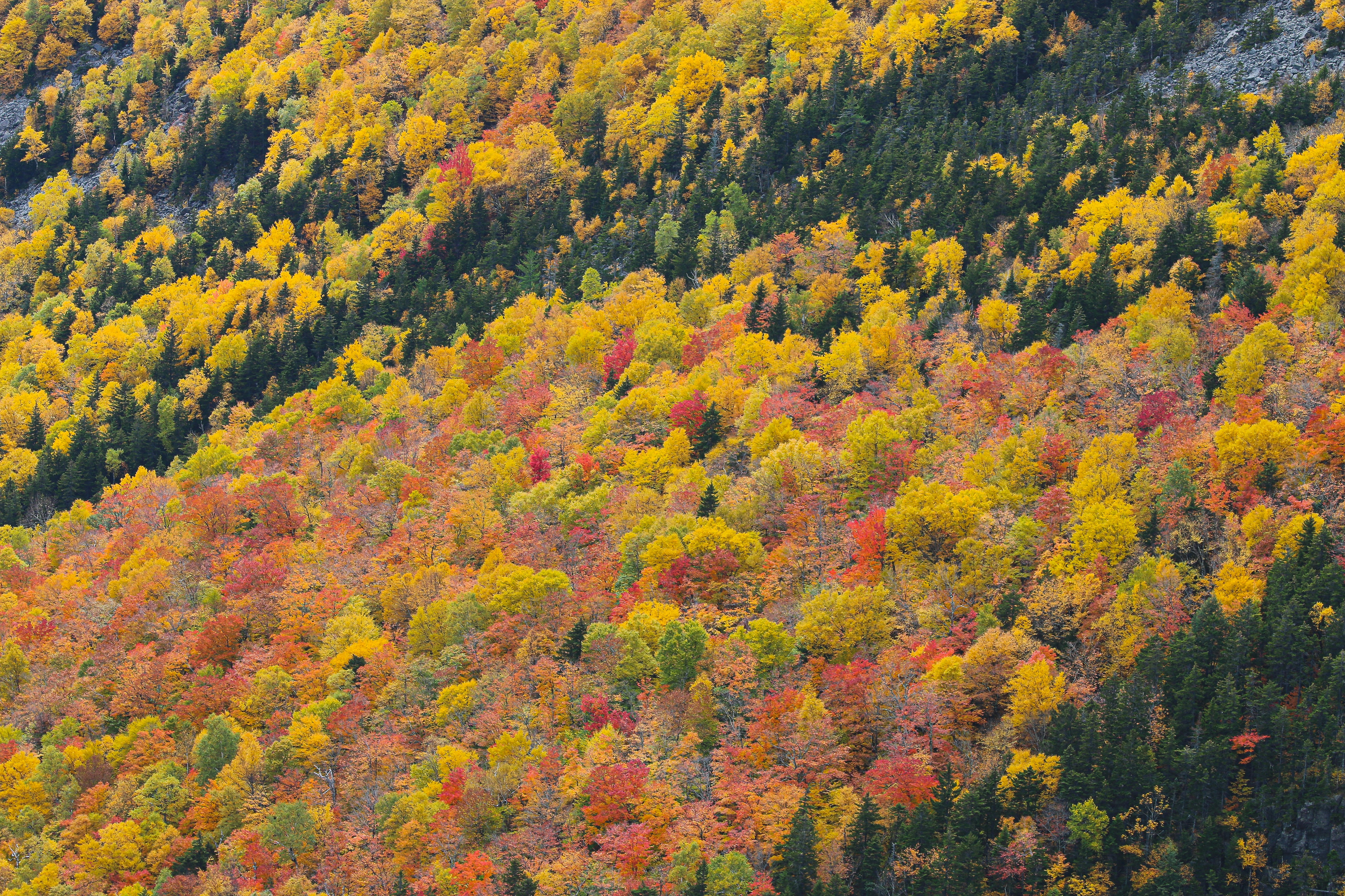 green and yellow trees at daytime new hampshire teams background