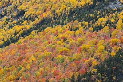 green and yellow trees at daytime new hampshire google meet background