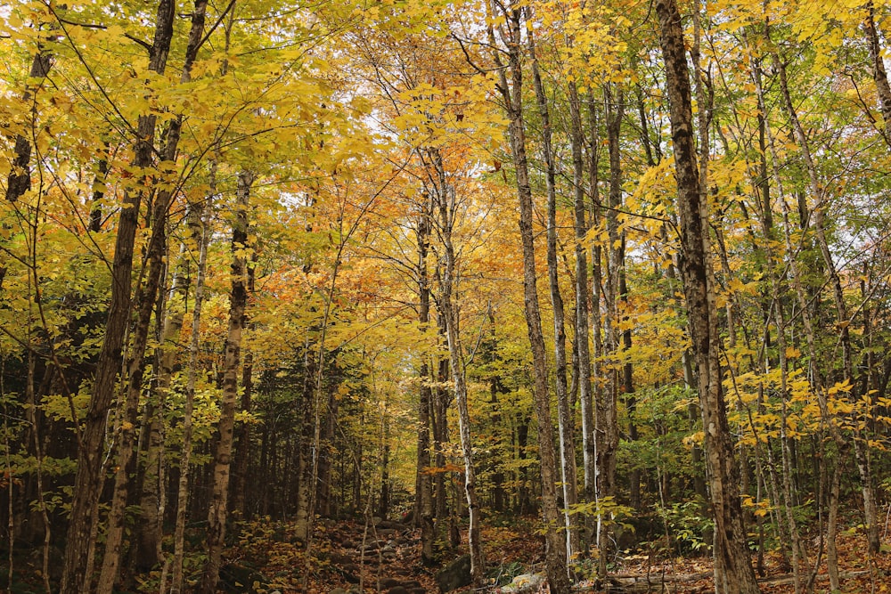 green trees during daytime