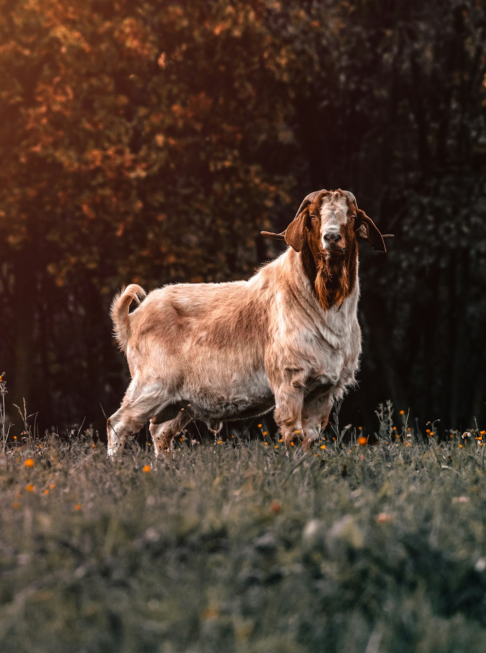 brown and gray goat