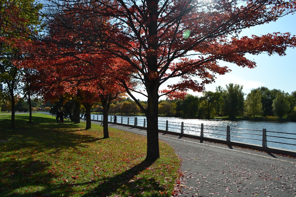 road beside trees on grass near the lake at the park during day