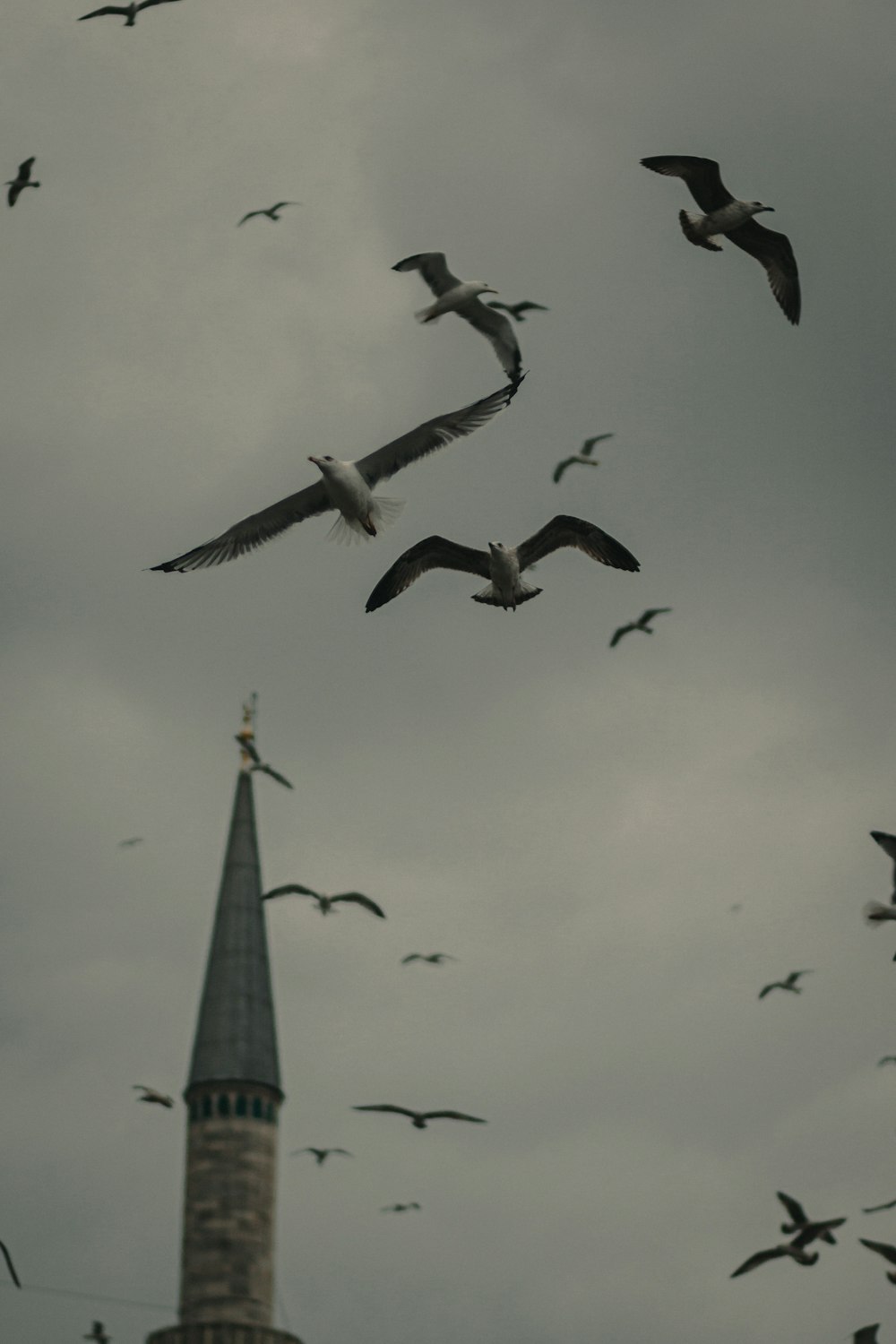 flying seagulls nea tower