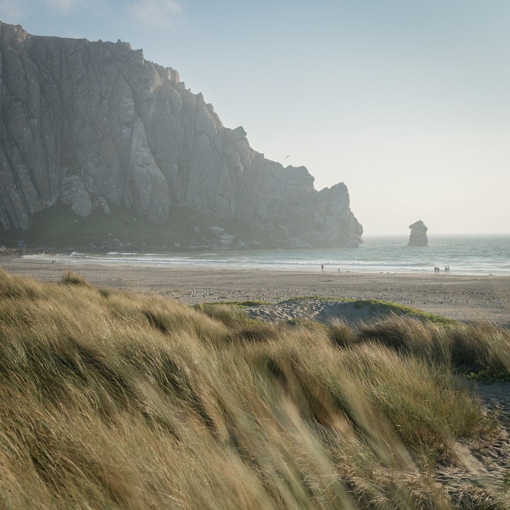 green grass and gray mountain cliff